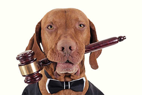 Νόμος για τα δεσποζόμενα και τα αδέσποτα ζώα