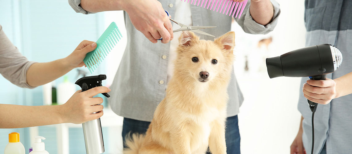 Μαθήματα περιποίησης σκύλου - The Dog Shop