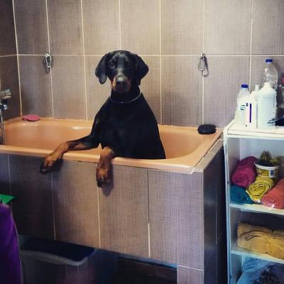 The Dog Shop, Κατάστημα για σκυλιά - Thedogshop.gr