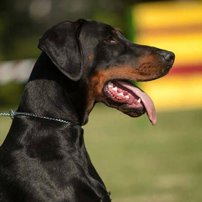 The Dog Shop, Κατάστημα για σκυλιά - Thedogshop.gr