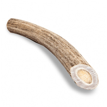 Φυσικό κέρατο ελαφιού - Cervus Elaphus